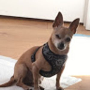 Meet your Posher, Susana